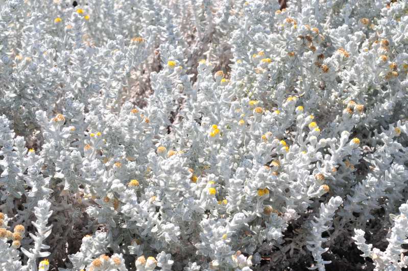 Achillea maritima / Santolina delle spiagge